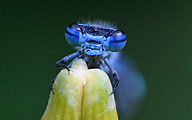 Azure Damselfly (male, Coenagrion puella)